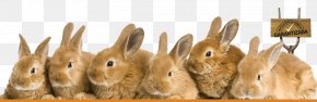 Rabbit - Angora Rabbit Holland Lop French Lop Fototapeta PNG
