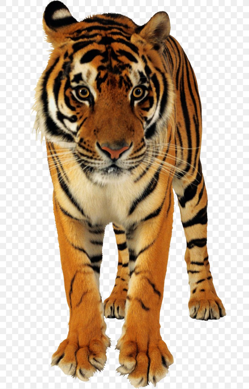 Bengal Tiger Bengal Cat Lion Golden Tiger, PNG, 670x1281px, Bengal Tiger, Bengal, Bengal Cat, Big Cats, Carnivoran Download Free