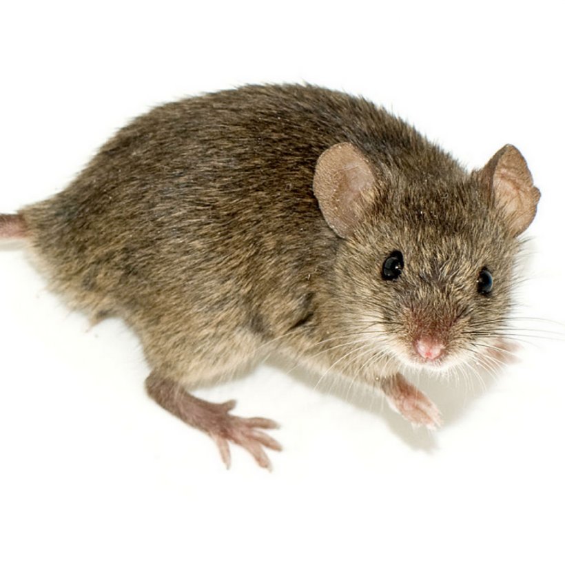 Fancy Mouse Rat Rodent Human Genome Project, PNG, 1024x1024px, Mouse, Dormouse, Fancy Mouse, Fauna, Fur Download Free