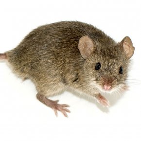 Rat - Fancy Mouse Rat Rodent Human Genome Project PNG