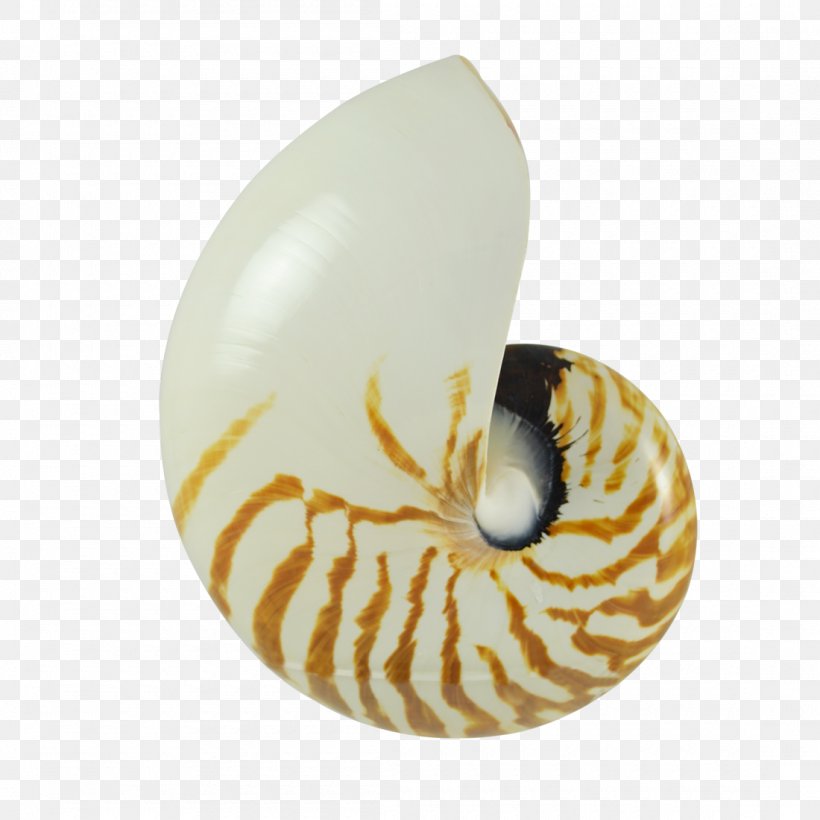 Nautilidae Pecten Earring Seashell Molluscs, PNG, 1100x1100px, Nautilidae, Beach, Conch, Cowry, Earring Download Free