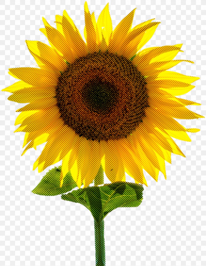 Sunflower, PNG, 1471x1905px, Flower, Cuisine, Petal, Plant, Sunflower Download Free