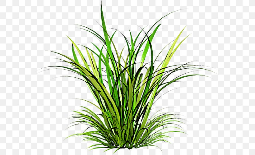 Grass Plant Terrestrial Plant Grass Family Chives, PNG, 600x499px, Grass, Aquarium Decor, Chives, Flower, Grass Family Download Free