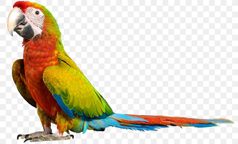 Lovebird Macaw Parakeet Loriini Beak, PNG, 797x498px, Lovebird, Beak, Bird, Budgie, Fauna Download Free
