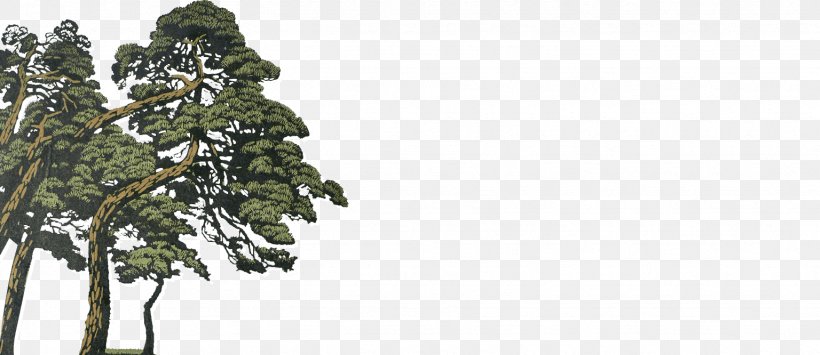 Pine Spruce Fir Evergreen Temperate Coniferous Forest, PNG, 1536x666px, Pine, Biome, Branch, Branching, Conifer Download Free