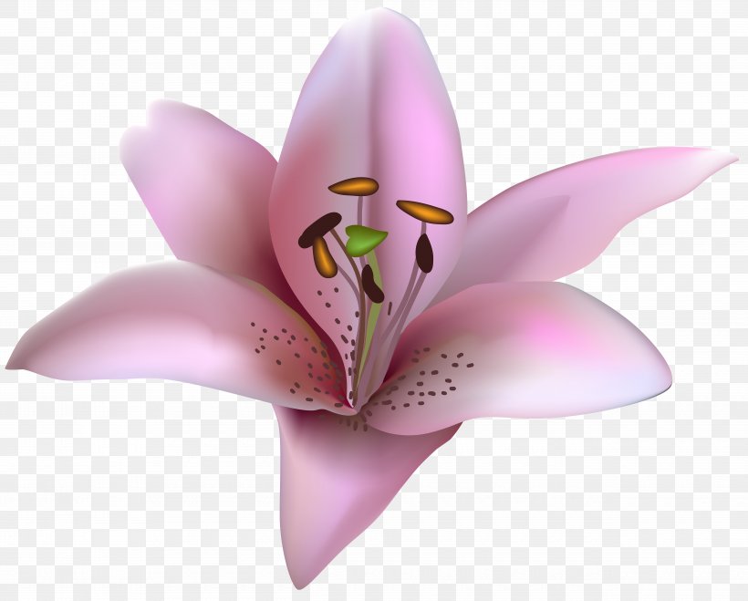 Lilium Petal Clip Art, PNG, 5000x4022px, Flower, Bud, Close Up, Drawing, Flora Download Free