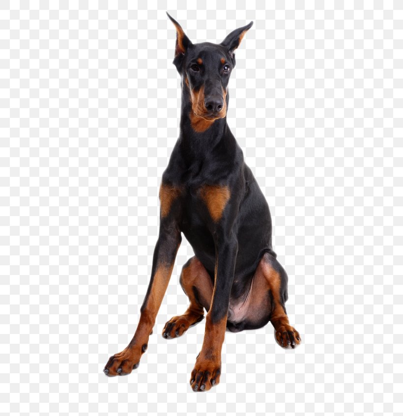 Dobermann German Pinscher Miniature Pinscher Leonberger Rottweiler, PNG, 567x847px, Dobermann, Breed, Carnivoran, Doberman Pinscher, Dog Download Free