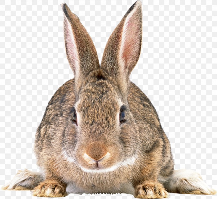 Easter Bunny Domestic Rabbit Hare European Rabbit, PNG, 1600x1468px, Easter Bunny, Domestic Rabbit, European Rabbit, Fauna, Fur Download Free