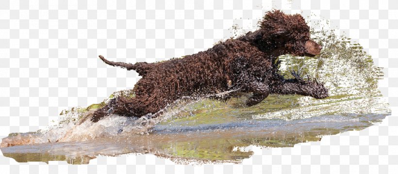 Irish Water Spaniel Boykin Spaniel Spanish Water Dog Dog Breed American Water Spaniel, PNG, 962x422px, Irish Water Spaniel, American Water Spaniel, Boykin Spaniel, Breed, Breed Group Dog Download Free