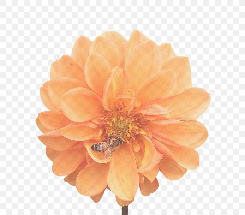 Orange, PNG, 666x720px, Flowering Plant, Flower, Gerbera, Orange, Peach Download Free