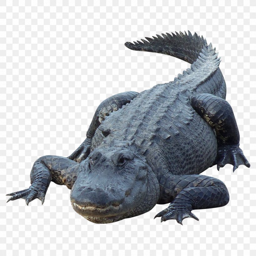 Alligator Crocodile, PNG, 1700x1700px, Crocodile, Alligator, American Alligator, Caiman, Crocodiles Download Free