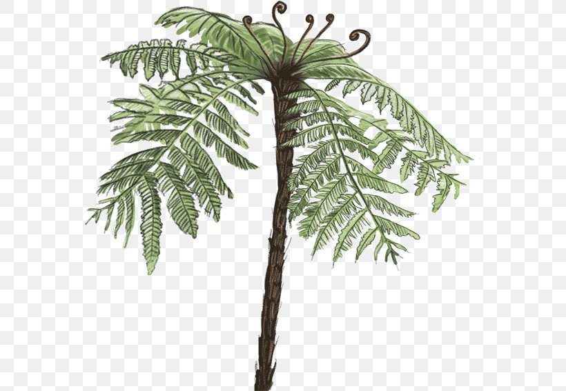 Dicksonia Antarctica Tree Vascular Plant Fern, PNG, 575x567px, Dicksonia Antarctica, Arecaceae, Arecales, Branch, Coconut Download Free