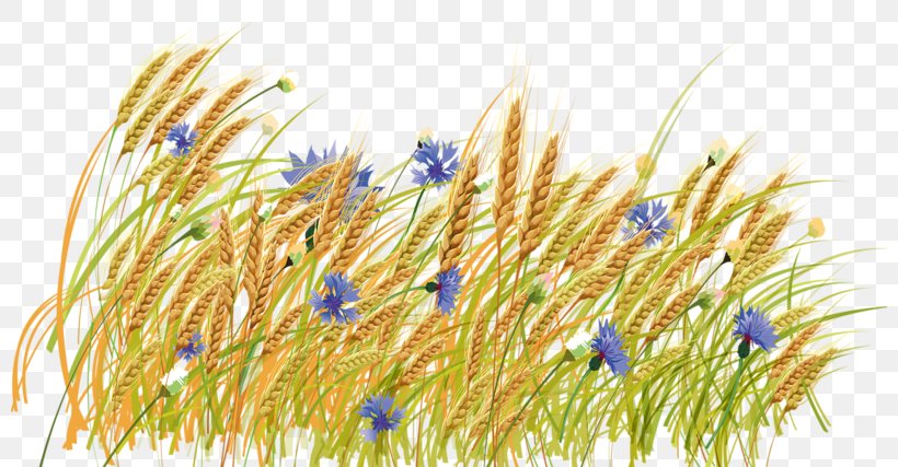 Haystack Wheat Clip Art, PNG, 800x427px, Haystack, Albom, Commodity, Grass, Grass Family Download Free