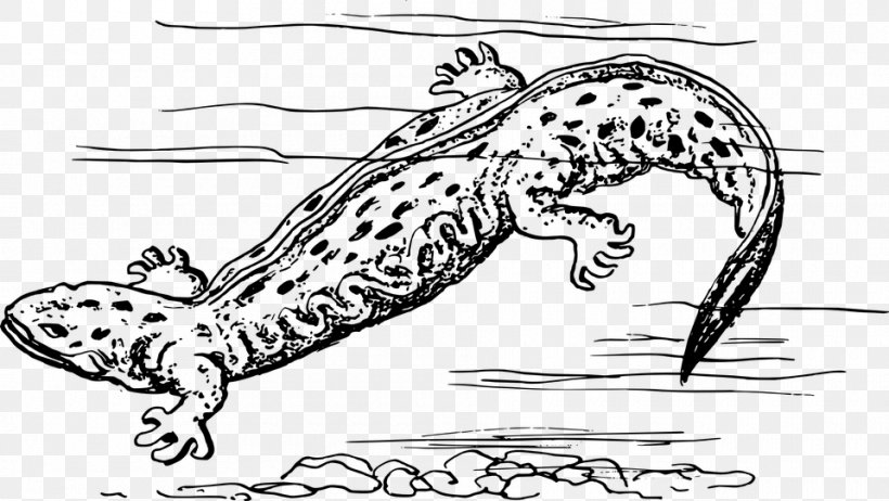 Salamander Zoology Clip Art, PNG, 960x542px, Salamander, Amphibian, Animal Figure, Art, Artwork Download Free