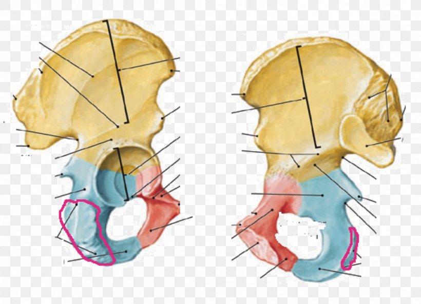 Human Anatomy Hip Bone Inferior Pubic Ramus Pubis Human Skeleton, PNG, 1108x802px, Watercolor, Cartoon, Flower, Frame, Heart Download Free