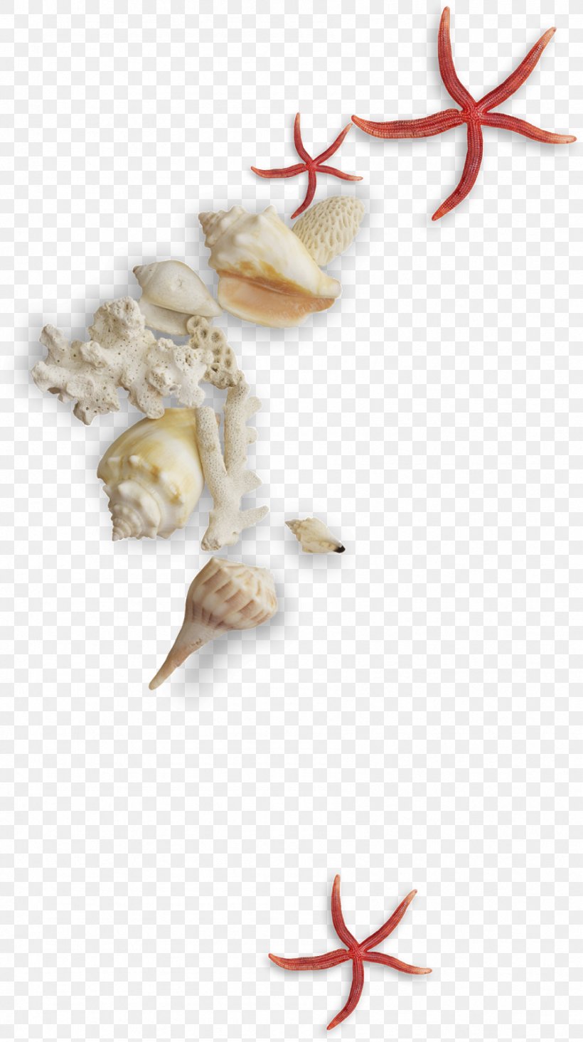 Seashell Clip Art, PNG, 895x1600px, Seashell, Beach, Conch, Mollusc Shell, Sea Download Free
