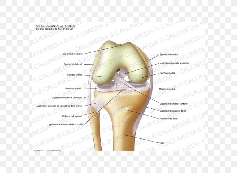 Knee Anatomy Sesamoid Bone Fibula, PNG, 600x600px, Watercolor, Cartoon, Flower, Frame, Heart Download Free