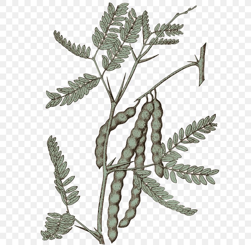 Mesquite Tree Native Plant Prosopis Cineraria, PNG, 646x800px, Mesquite, Agriculture, Branch, Grass Family, Gum Arabic Tree Download Free