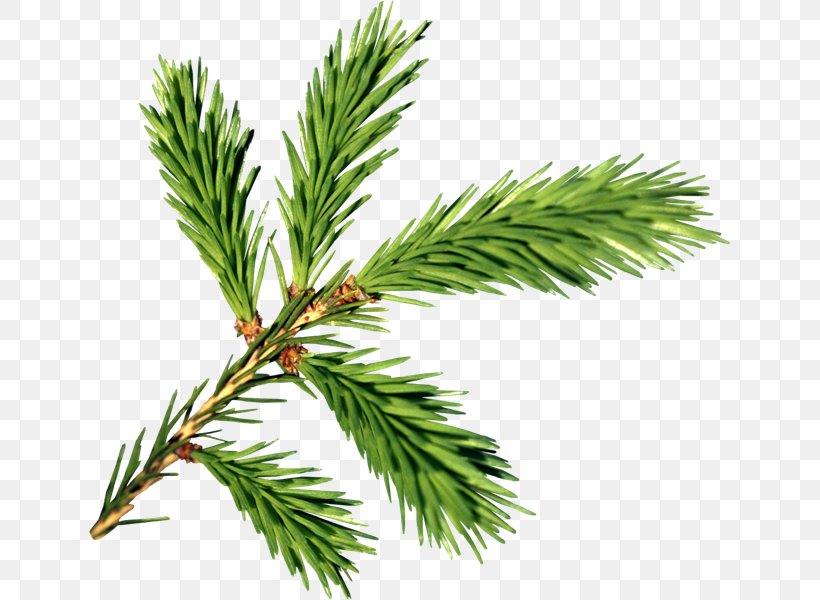 Branch Fir Clip Art, PNG, 641x600px, 2016, Branch, Biome, Blog, Christmas Download Free