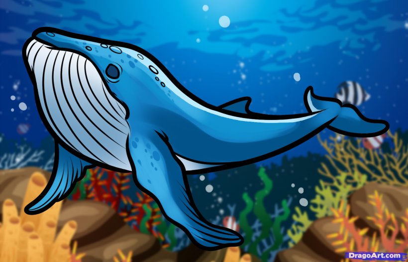 Humpback Whale Drawing Blue Whale Killer Whale, PNG, 1519x976px, Humpback Whale, Art, Baleen, Baleen Whale, Blue Whale Download Free