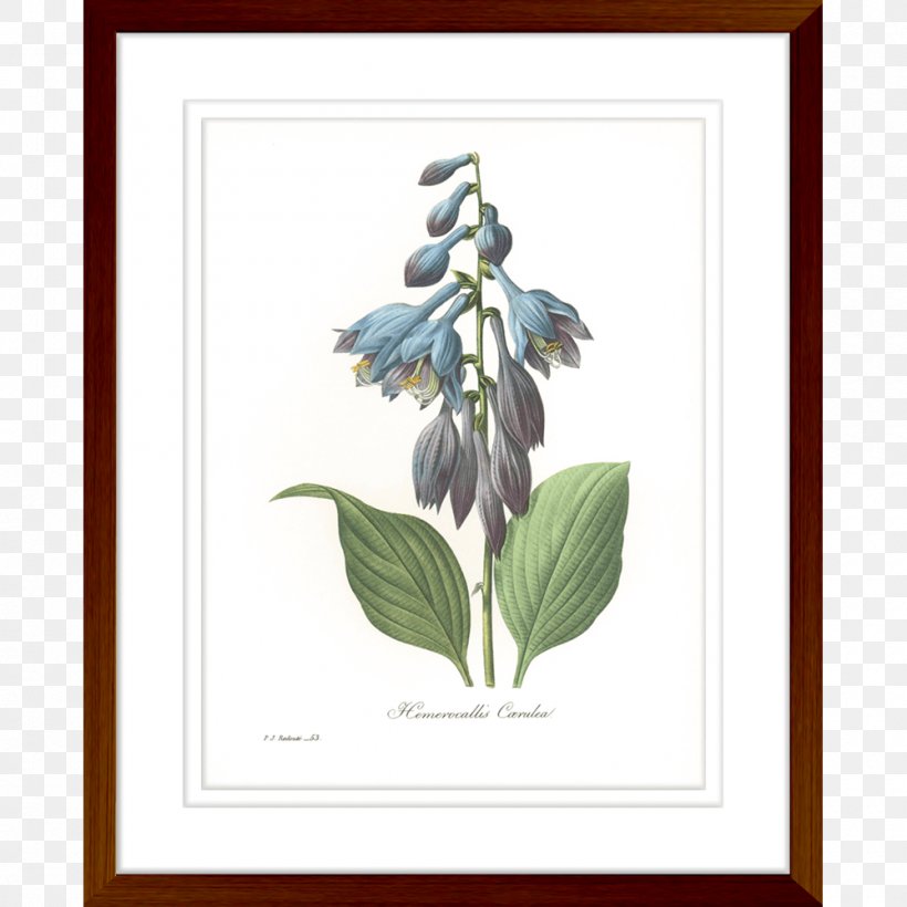 Paper Botanical Illustration Printing Botany Giclée, PNG, 1000x1000px, Paper, Art, Artwork, Botanical Illustration, Botany Download Free