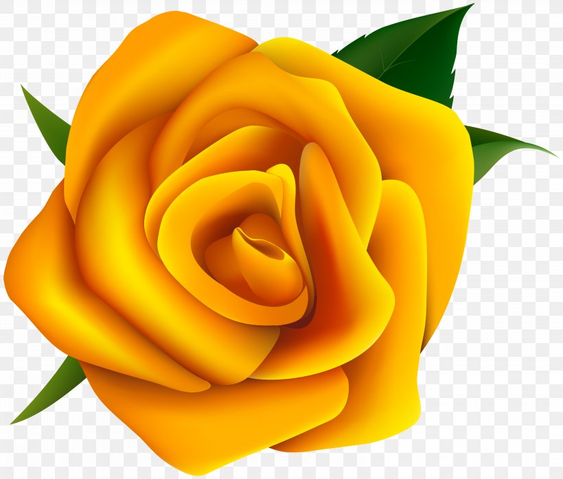 Rose Yellow Clip Art, PNG, 6282x5350px, Rose, Close Up, Color, Cut Flowers, Floribunda Download Free