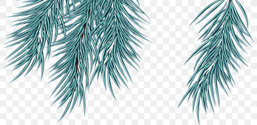 White Pine Tree Oregon Pine Branch Colorado Spruce, PNG, 800x398px, Watercolor, Branch, Colorado Spruce, Leaf, Oregon Pine Download Free