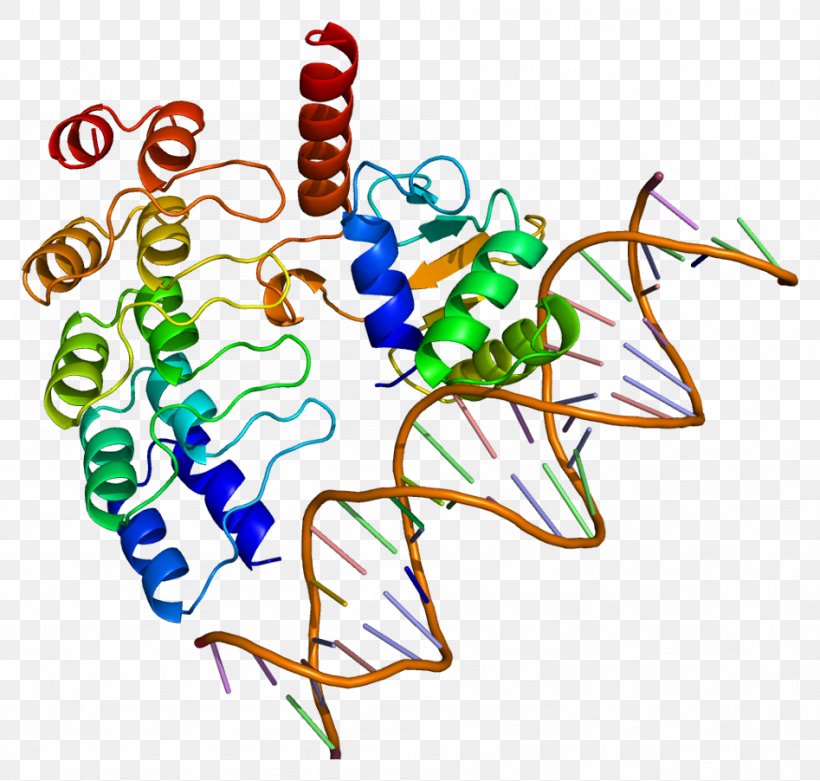 GABPA Protein Structure NFE2L2, PNG, 947x902px, Watercolor, Cartoon, Flower, Frame, Heart Download Free