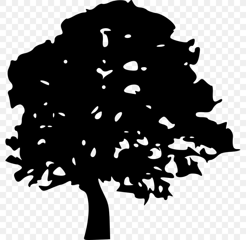 Oak Tree Clip Art, PNG, 783x800px, Oak, Black, Black And White, Branch, European Beech Download Free