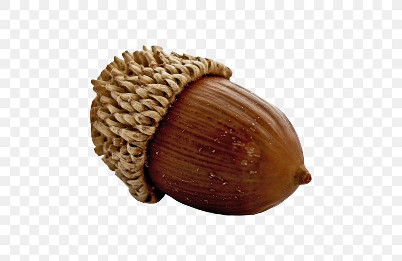 Acorn Oak Nut Fruit Seed, PNG, 800x533px, Acorn, Fruit, Hazelnut, Ingredient, Management Download Free