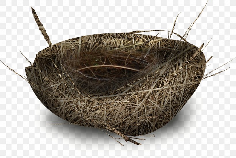 Bird Nest, PNG, 1868x1249px, Bird, Basket, Bird Nest, Edible Birds Nest, Hay Bacillus Download Free