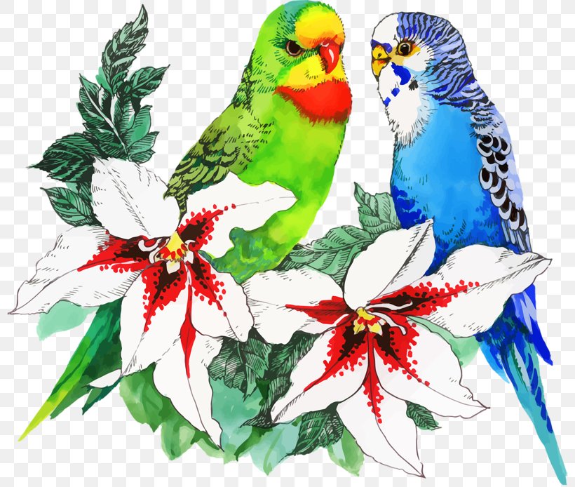 Bird Parrot Flower Drawing, PNG, 800x694px, Bird, Art, Beak, Birdandflower Painting, Common Pet Parakeet Download Free