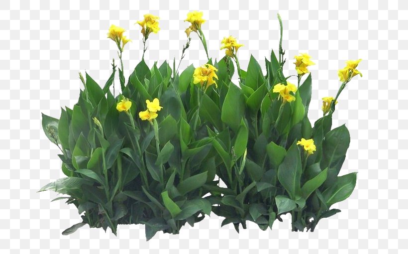 Canna Indica Flower Seed, PNG, 700x510px, Canna Indica, Canna, Floral Design, Floristry, Flower Download Free