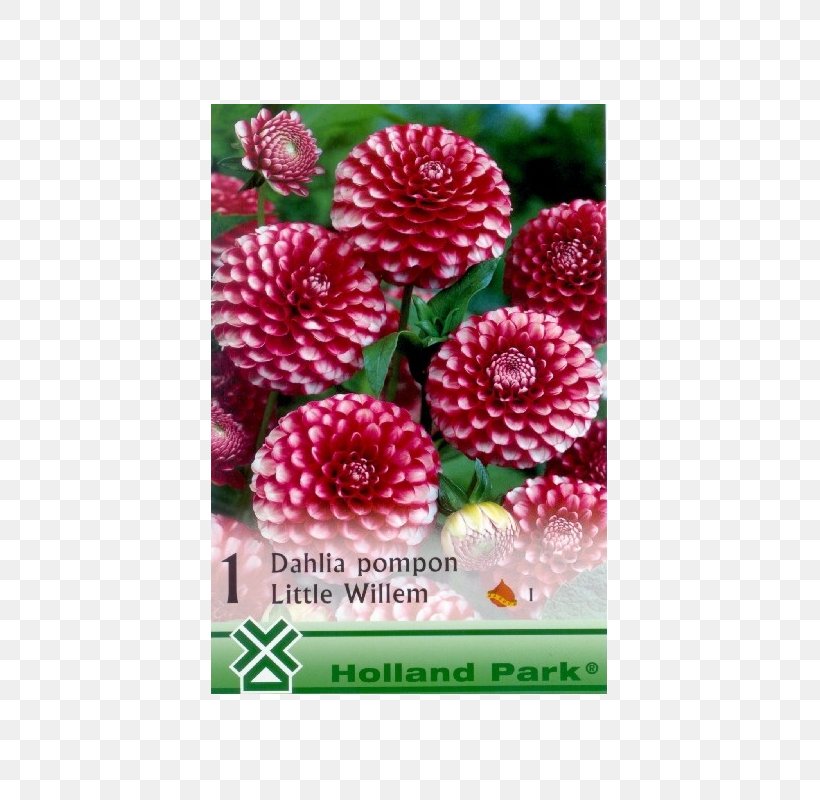 Dahlia Plant Pom-pom Bulb Edible Canna, PNG, 800x800px, Dahlia, Bulb, Canna, Debrecen, Edible Canna Download Free