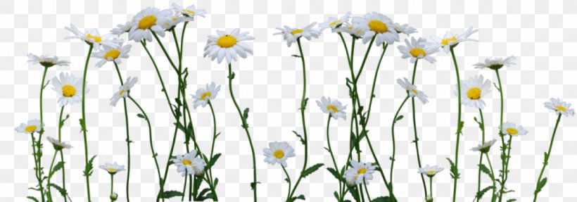 Transparency Image Drawing Common Daisy, PNG, 1120x392px, Drawing, Art, Branch, Chamaemelum Nobile, Common Daisy Download Free
