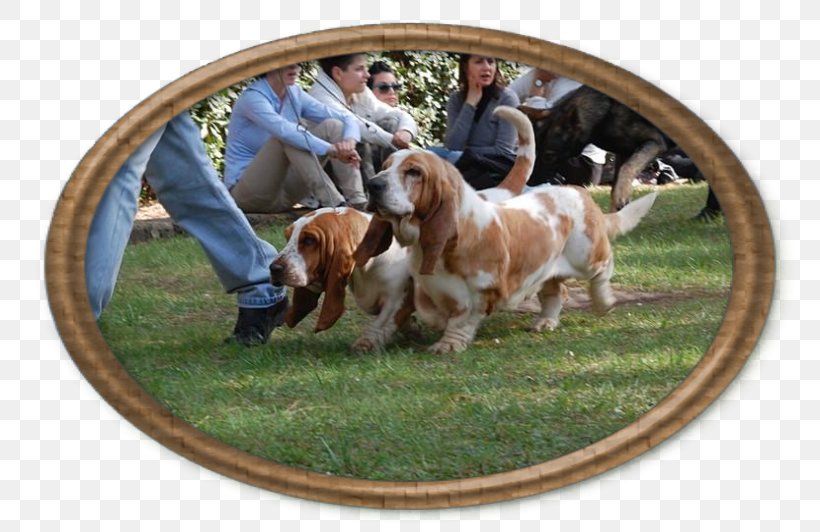 Sussex Spaniel Basset Hound Dog Breed, PNG, 800x532px, Sussex Spaniel, Basset Hound, Breed, Dog, Dog Breed Download Free