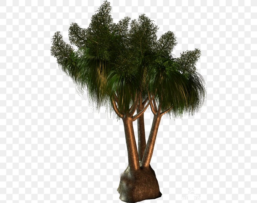 Asian Palmyra Palm Arecaceae Tree Clip Art, PNG, 500x649px, Asian Palmyra Palm, Arecaceae, Arecales, Borassus, Borassus Flabellifer Download Free