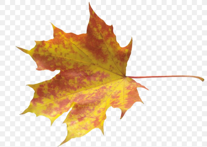 Autumn Leaves Maple Leaf, PNG, 800x582px, Autumn Leaves, Abscission, Autumn, Autumn Leaf Color, Japanese Maple Download Free
