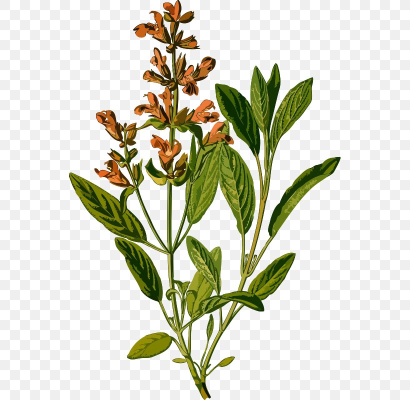 Common Sage Botanical Illustration Köhler's Medicinal Plants Botany, PNG, 543x800px, Common Sage, Art, Botanical Illustration, Botany, Drawing Download Free