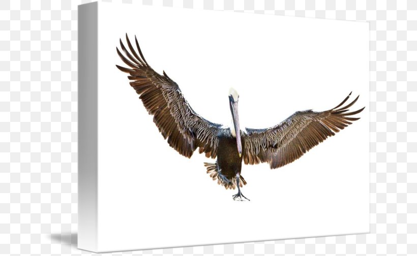 Bald Eagle Buzzard Hawk Vulture Beak, PNG, 650x504px, Bald Eagle, Accipitriformes, Beak, Bird, Bird Of Prey Download Free