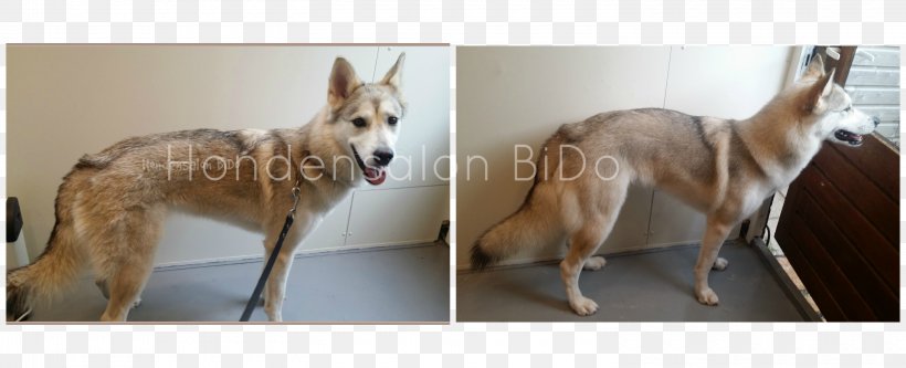 Czechoslovakian Wolfdog Saarloos Wolfdog Hondensalon BiDo Carolina Dog Dog Breed, PNG, 3000x1220px, Czechoslovakian Wolfdog, Canaan Dog, Carnivoran, Carolina Dog, Collage Download Free