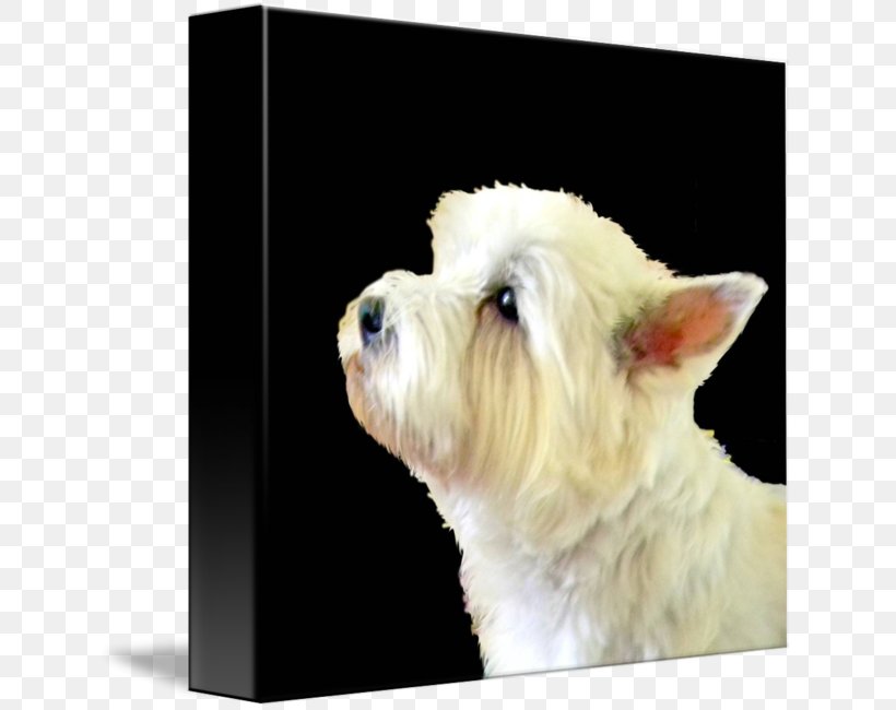 West Highland White Terrier Maltese Dog Rare Breed (dog) Dog Breed Puppy, PNG, 637x650px, West Highland White Terrier, Blanket, Breed, Cafepress, Carnivoran Download Free