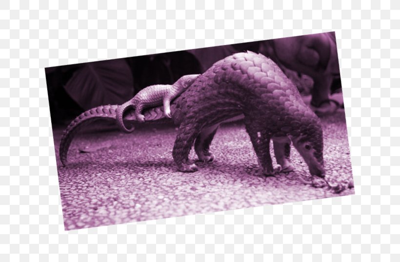 Anteater Pangolins Sunda Pangolin Scale Endangered Species, PNG, 800x537px, Anteater, Animal, Chinese Pangolin, Critically Endangered, Endangered Species Download Free