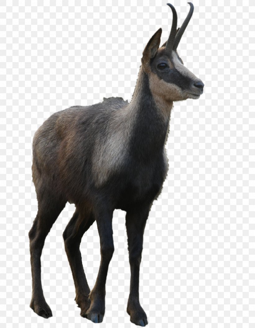 Chamois Waterbuck Moschus Deer Goat, PNG, 1500x1933px, Chamois, Animal, Antelope, Cowgoat Family, Deer Download Free