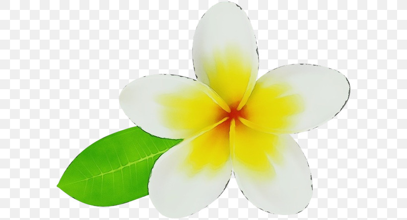 Flower Petal Yellow Plant Science, PNG, 600x444px, Watercolor, Biology, Flower, Paint, Petal Download Free