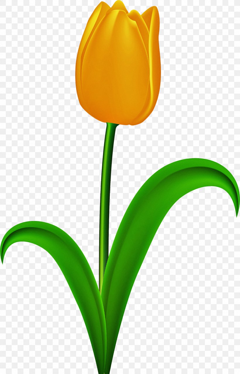 Flowers Background, PNG, 1922x3000px, Tulip, Bud, Cut Flowers, Flower, Leaf Download Free