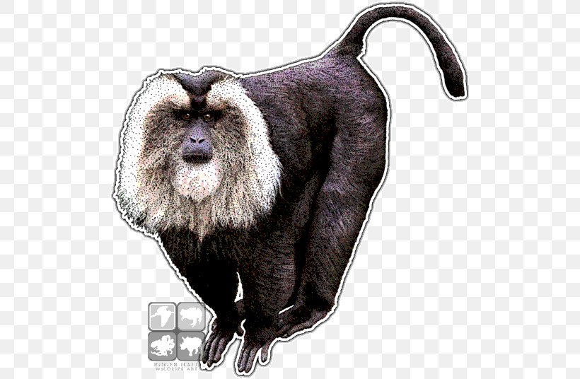 Lion-tailed Macaque Drawing Monkey, PNG, 510x536px, Liontailed Macaque, Animal, Art, Chimpanzee, Drawing Download Free