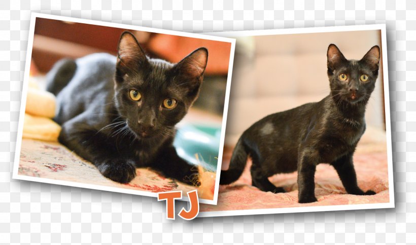 Bombay Cat Kitten Black Cat Domestic Short-haired Cat Carnivora, PNG, 1600x946px, Bombay Cat, Animal, Black Cat, Bombay, Breed Download Free