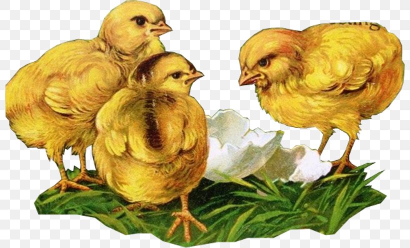 Easter Egg Background, PNG, 800x497px, Chicken, Animation, Atlantic Canary, Beak, Bird Download Free