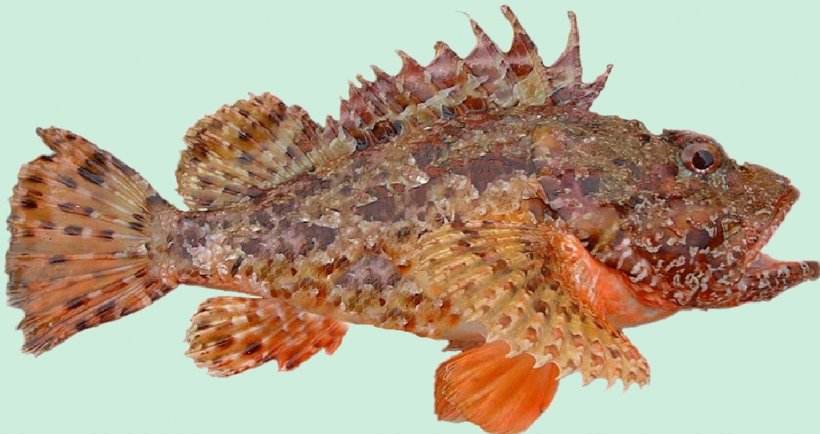 Fish Soup Black Scorpionfish Scorpaena Scrofa Bouillabaisse, PNG, 1024x543px, Fish Soup, Bass, Bouillabaisse, Fauna, Fish Download Free